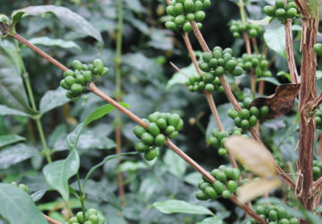 eugenioidies finca inmaculada camilo merizalde intelligentsia sprudge