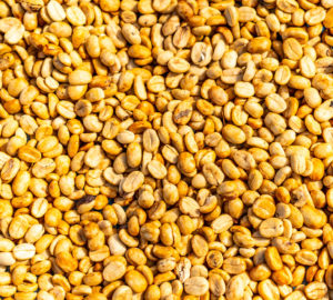 honey processed coffee sprudge