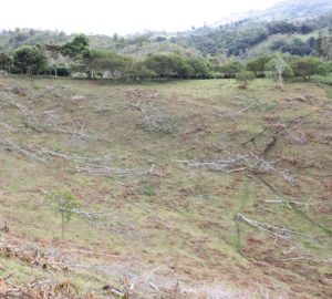 view of the farm after clearing old trees