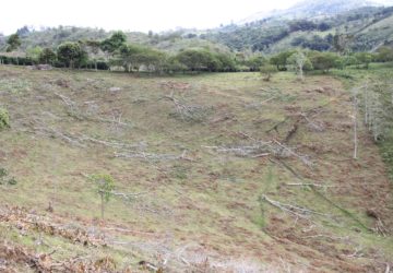 view of the farm after clearing old trees